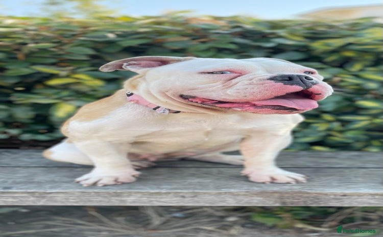 Olde English Bulldogge dogs - Advert 3
