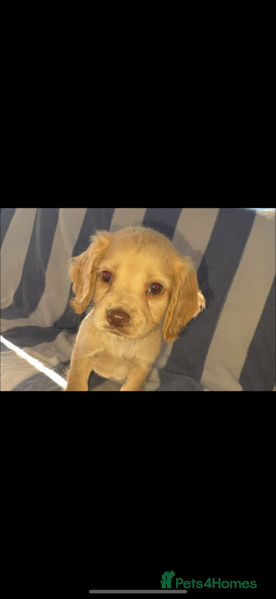 Cocker Spaniel dogs for sale: Ready to leave  - Image 5