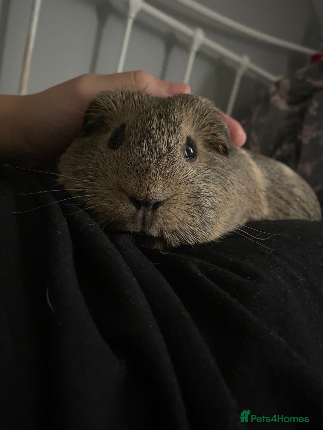 Guinea Pig rodents for sale: Two female guinea pigs - Image 2