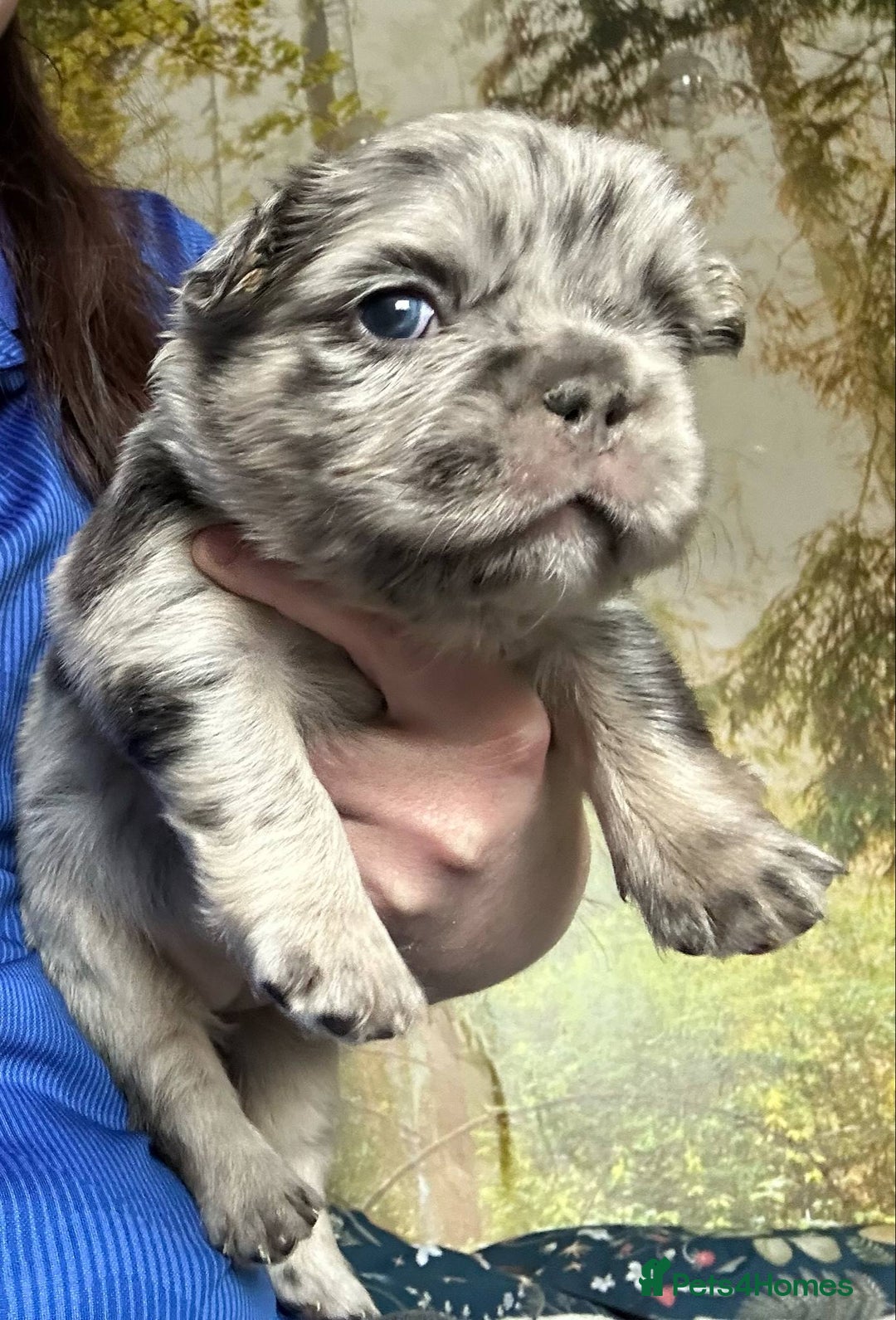 French Bulldog dogs for stud: New shade fluffy merle  in Sheffield - Image 38