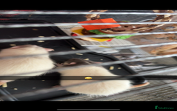Rat rodents for sale: Dumbo male rats - Image 2