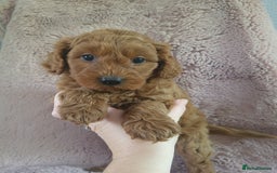 Cavapoo dogs for sale: Cavapoo puppies 5 🌟licence breeder  - Image 8