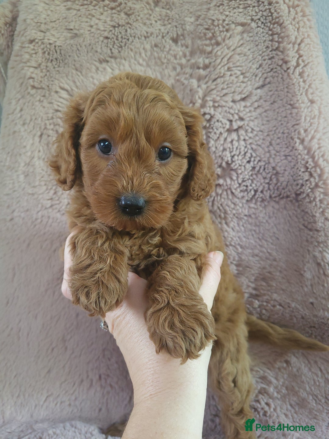 Cavapoo dogs for sale: Cavapoo puppies 5 🌟licence breeder  - Image 8