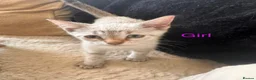 Savannah cats for sale: Kittens for sale - Advert 3