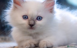 Ragdoll cats for sale: Ready Now GCCF Ragdoll Kittens Irresistibly Cuddly - Image 17
