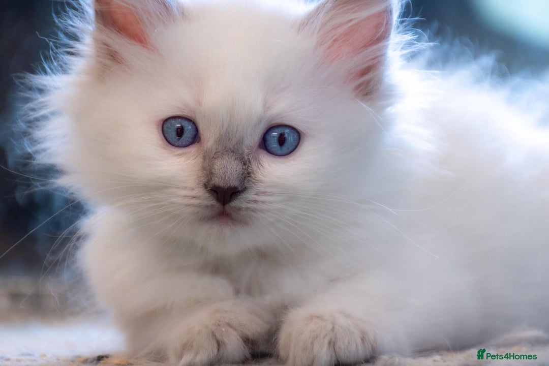 Ragdoll cats for sale: Ready Now GCCF Ragdoll Kittens Irresistibly Cuddly - Image 17