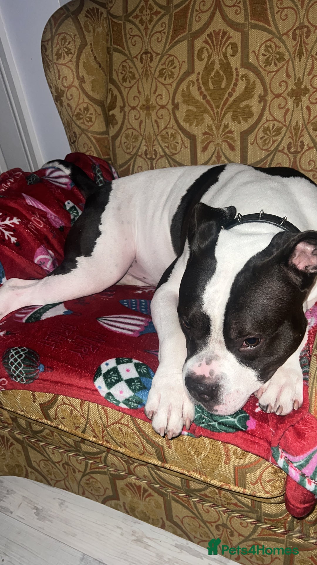 American Bulldog dogs for sale: American bulldog  - Advert 2