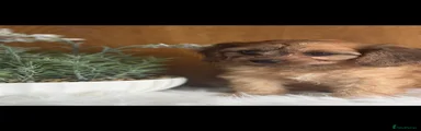 Cavapoo Puppy 2