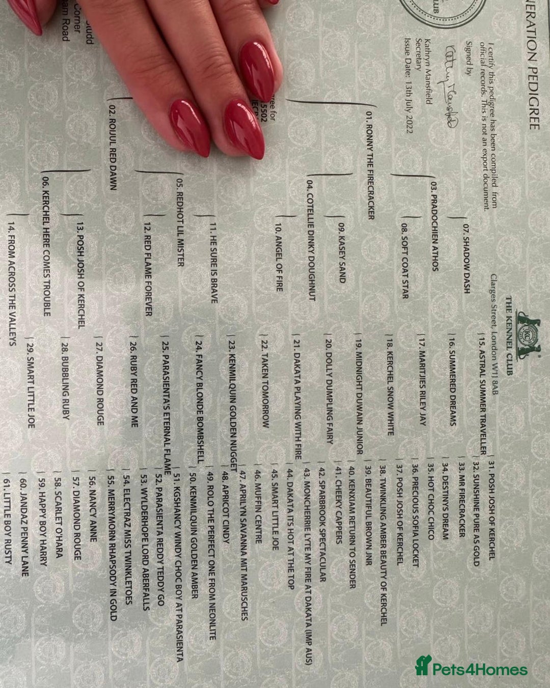 Cavapoo dogs for sale: Black Cavapoo F1 girl available 🐾👸 - Advert 14