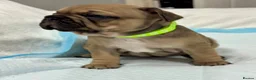 French Bulldog dogs for sale: Beautiful litter of  French Bulldog  - Advert 1