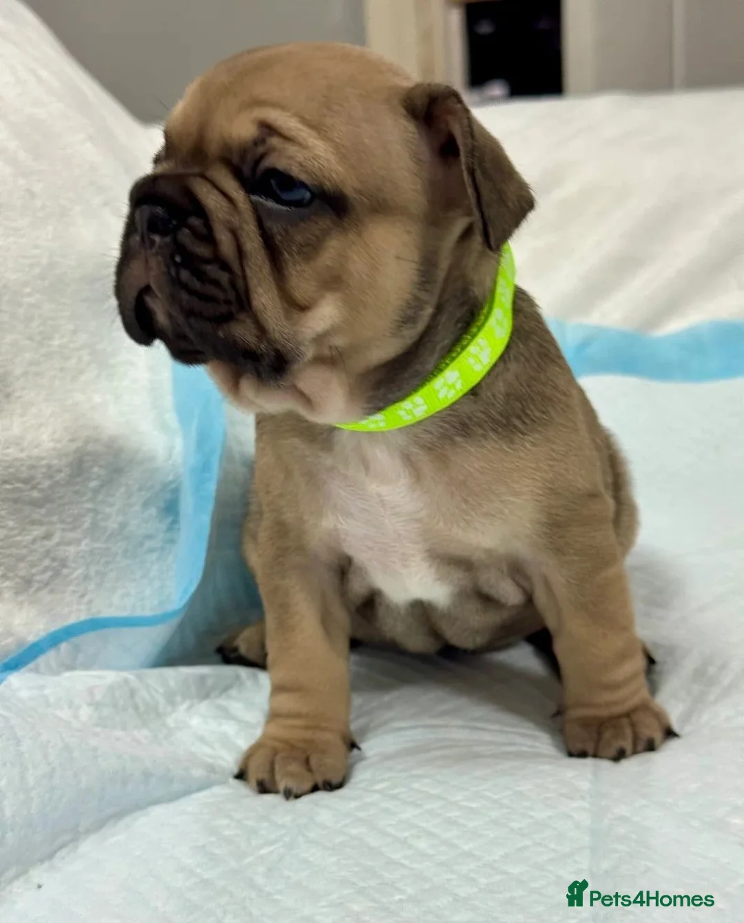 French Bulldog dogs for sale: Beautiful litter of  French Bulldog  - Advert 1