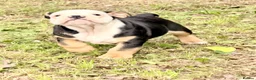 English Bulldog dogs for sale: KC Registered English Bulldog Puppies  - Advert 13