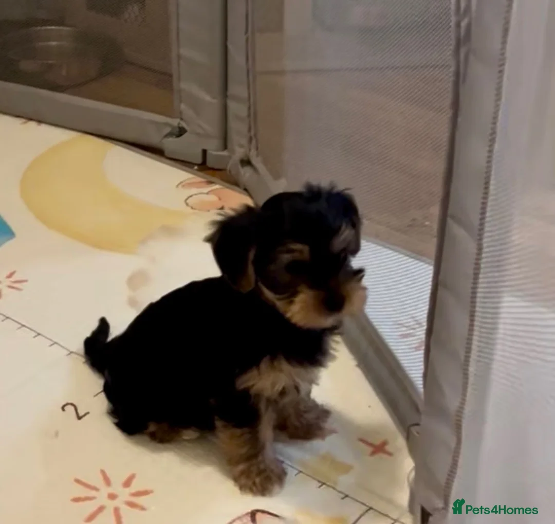 Yorkshire Terrier dogs for sale: READY NOW..PEDIGREE YORKSHIRE TERRIER FOR SALE - Advert 10