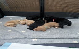 Labrador Retriever dogs for sale: Retriever Labrador puppys for sale - Image 6