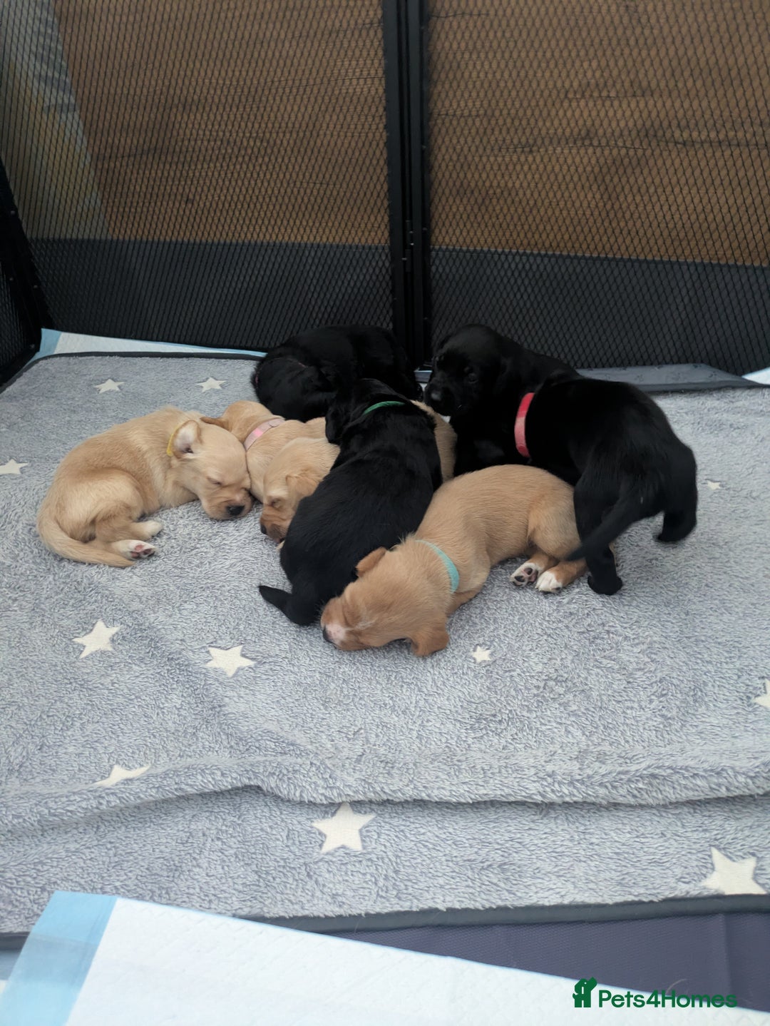 Labrador Retriever dogs for sale: Retriever Labrador puppys for sale - Image 6