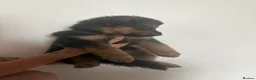 German Shepherd dogs for sale: Long haired German shepherd puppies  - Advert 19