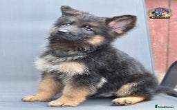 German Shepherd dogs for sale: 🤩💥READY NOW 🤩💥German shepherd puppies  - Image 13