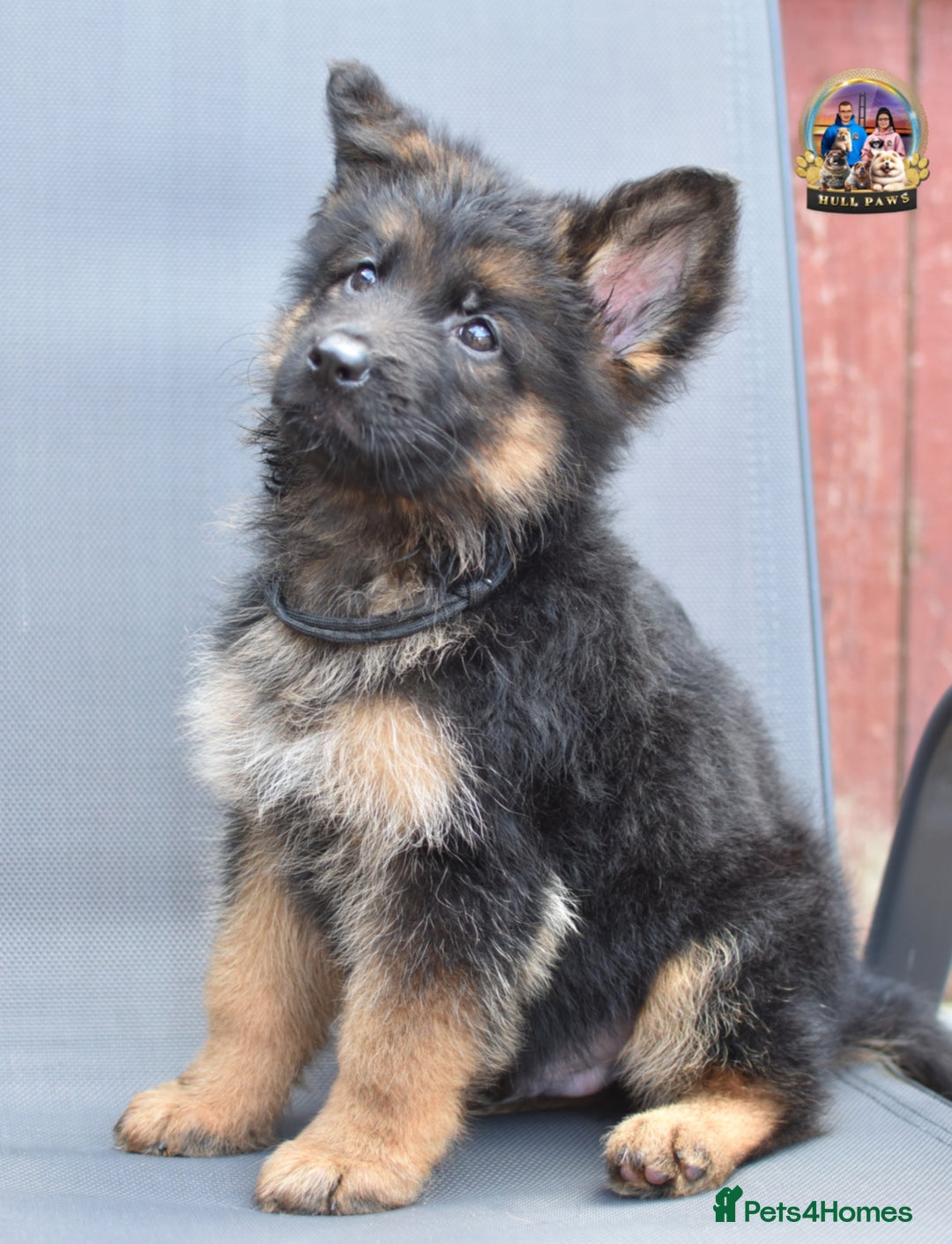 German Shepherd dogs for sale: 🤩💥READY NOW 🤩💥German shepherd puppies  - Image 13