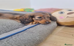 Dachshund dogs for sale: Last one beautiful long-haired dachshunds girl 😍 - Image 32