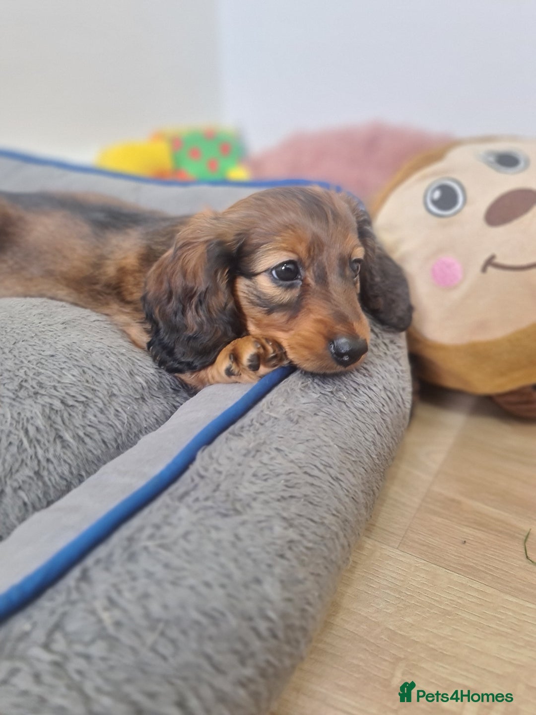 Dachshund dogs for sale: Last one beautiful long-haired dachshunds girl 😍 - Image 32