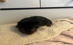 Guinea Pig rodents for sale: Male Guniea pigs 2x  - Image 4