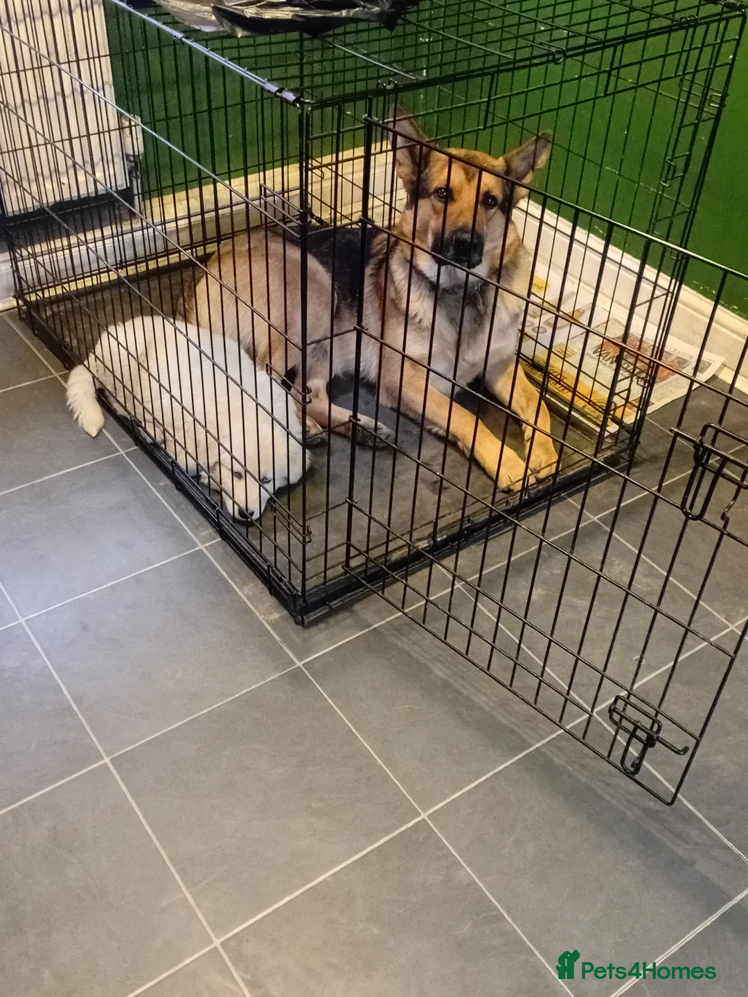 German Shepherd dogs for sale: Female german shephard - Advert 3