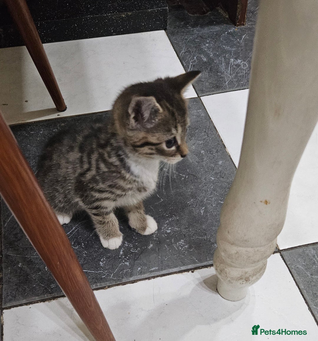 Mixed Breed cats for sale: Cute Pair of  Female Kittens - Image 7