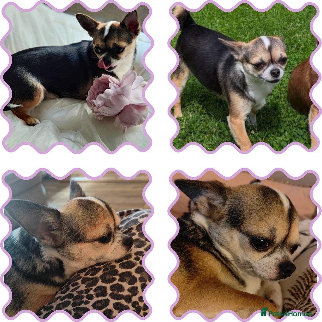 Chihuahua dogs for sale: 🪻 Beautiful Chihuahua Puppies 🪻 - Advert 16