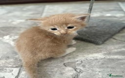Maine Coon cats for sale: TICA Pedigree Maine Coon Kittens  - Image 14