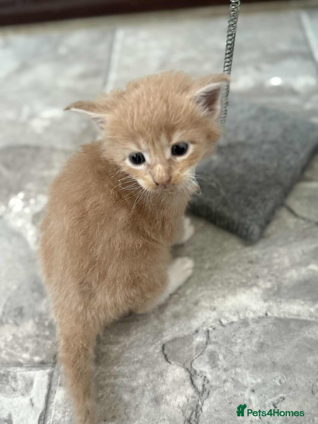 Maine Coon cats for sale: TICA Pedigree Maine Coon Kittens  - Image 14