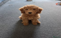 Australian Labradoodle dogs for sale: Australian Labradoodle Bitch fully vaccinated  - Advert 4