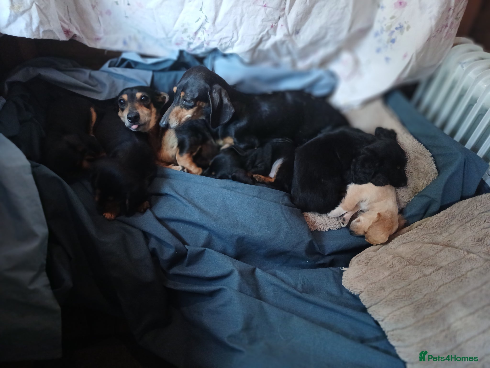 Dachshund dogs for sale: Daschounds LONG AND SHORT HAIRED  - Advert 6