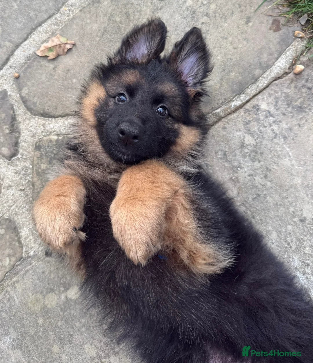 German Shepherd dogs for sale: WAITING LIST, LONG HAIRED GERMAN SHEPHERD PUPPIES - Advert 12