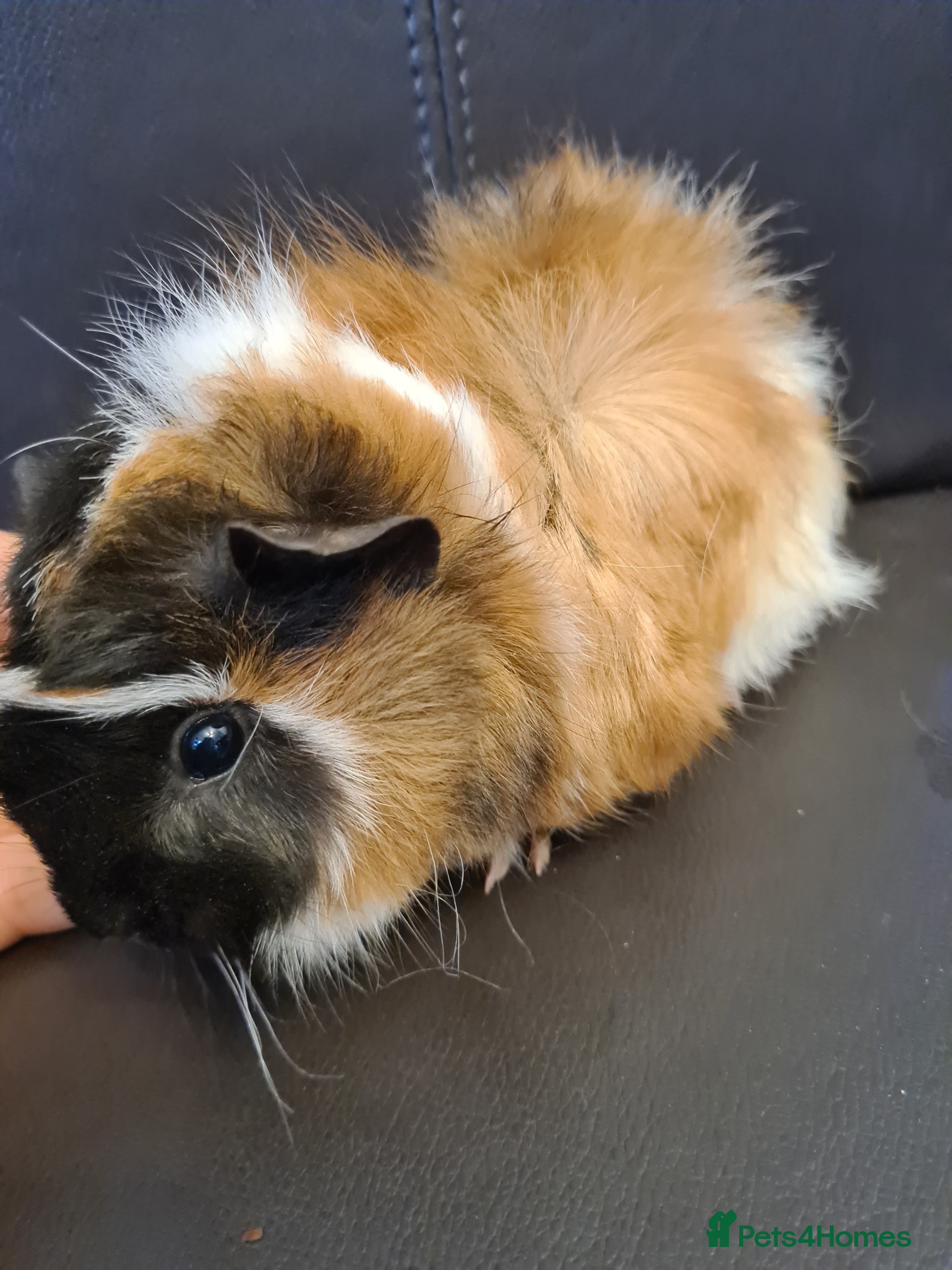 Guinea Pig rodents Beautiful fluffy baby sisters  - Advert 1