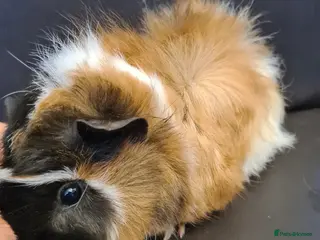 Guinea Pig rodents Beautiful fluffy baby sisters - Advert 1