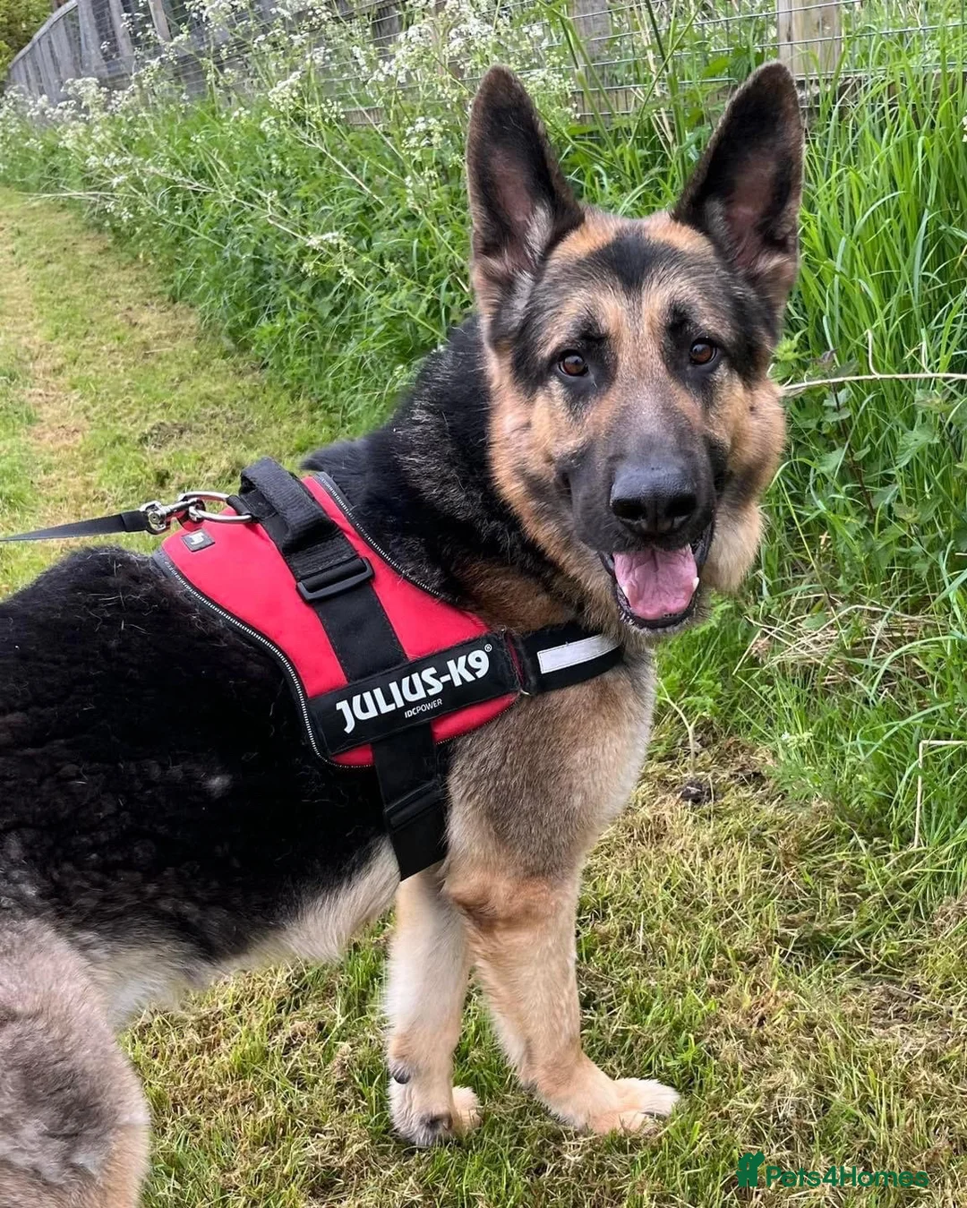German Shepherd dogs for sale: German Shepherd Bear in Bedlington - Advert 1