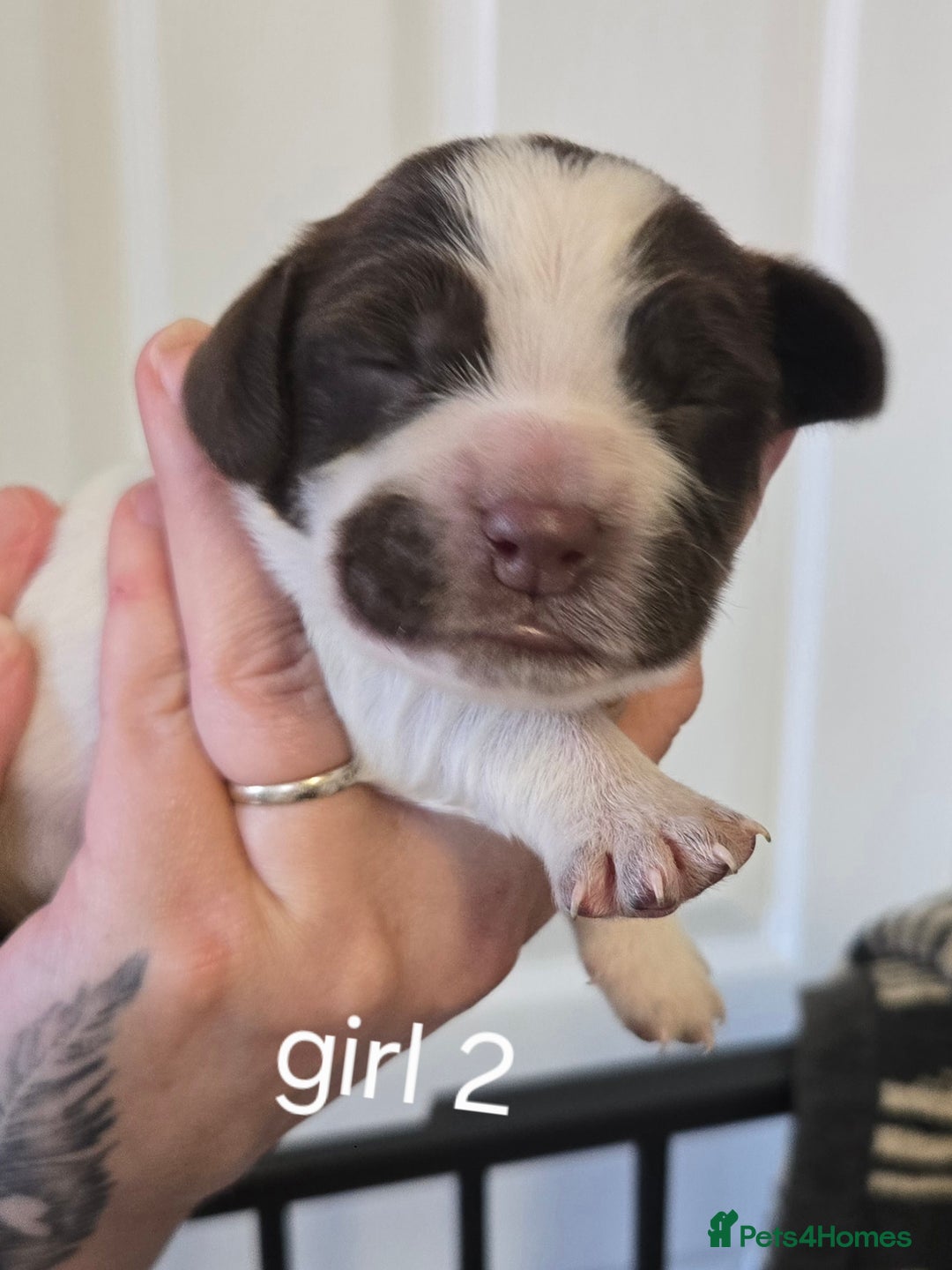 Sprocker dogs for sale: Beautiful sprocker spaniel puppies (5 left) - Image 12