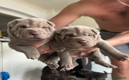 Shar Pei dogs for sale: Stunning litter of kc reg Shar Pei puppies  - Image 5