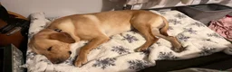 Labrador Retriever dogs for sale: Labrador  in Peterborough - Advert 10