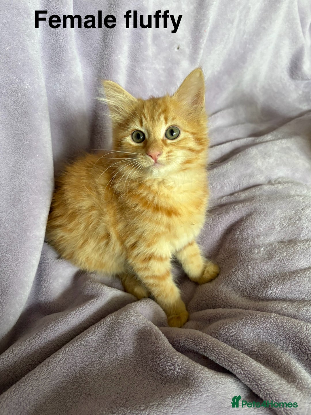 Mixed Breed cats for sale: Beautiful, friendly gingers! - Image 13
