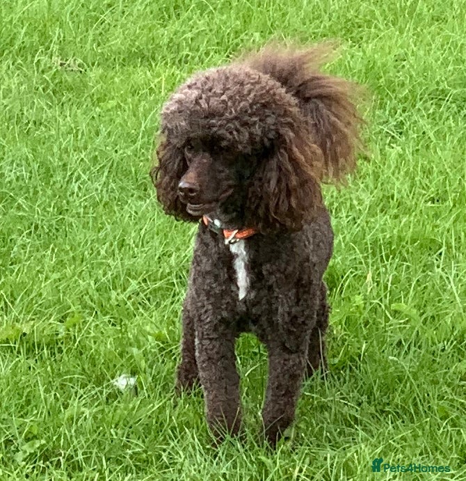 Miniature Poodle dogs Miniture Poodle for stud - SHORT NOTICE AVAILABLE - Advert 10