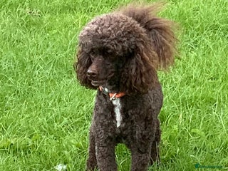 Miniature Poodle dogs in Coalville - Advert 14