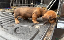 Dachshund dogs for sale: Wirehaired Dachshund (Teckel) Pups  - Image 19