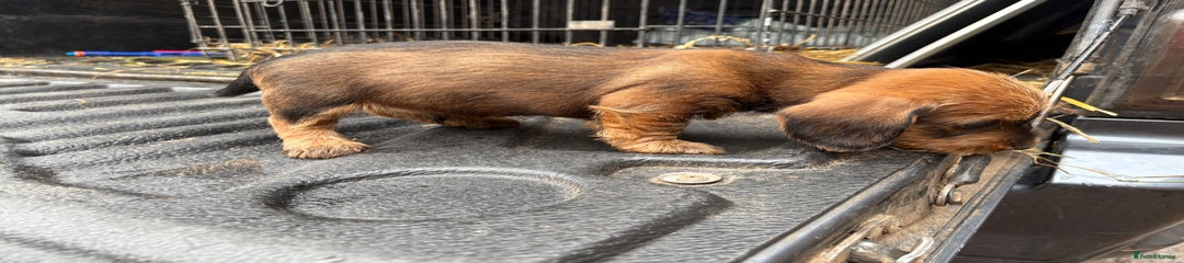 Dachshund Puppy 9
