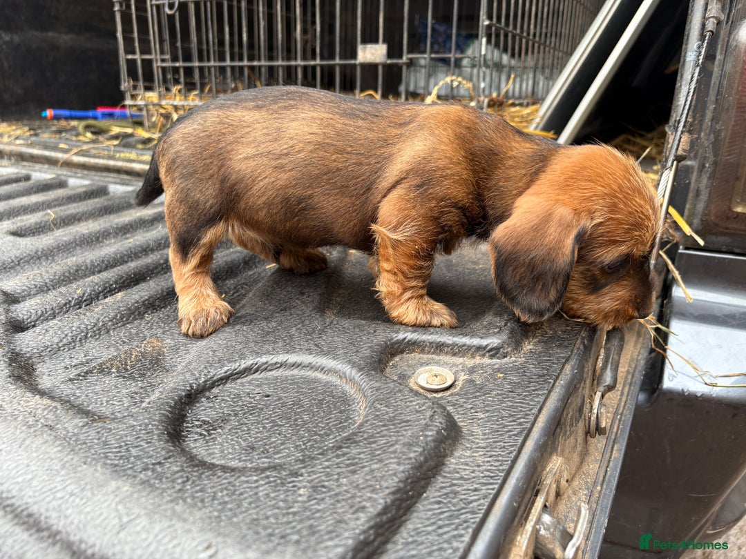 Dachshund dogs for sale: Wirehaired Dachshund (Teckel) Pups  - Image 19