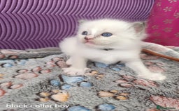 Ragdoll cats for sale: Adorable Ragdoll kittens - Image 7