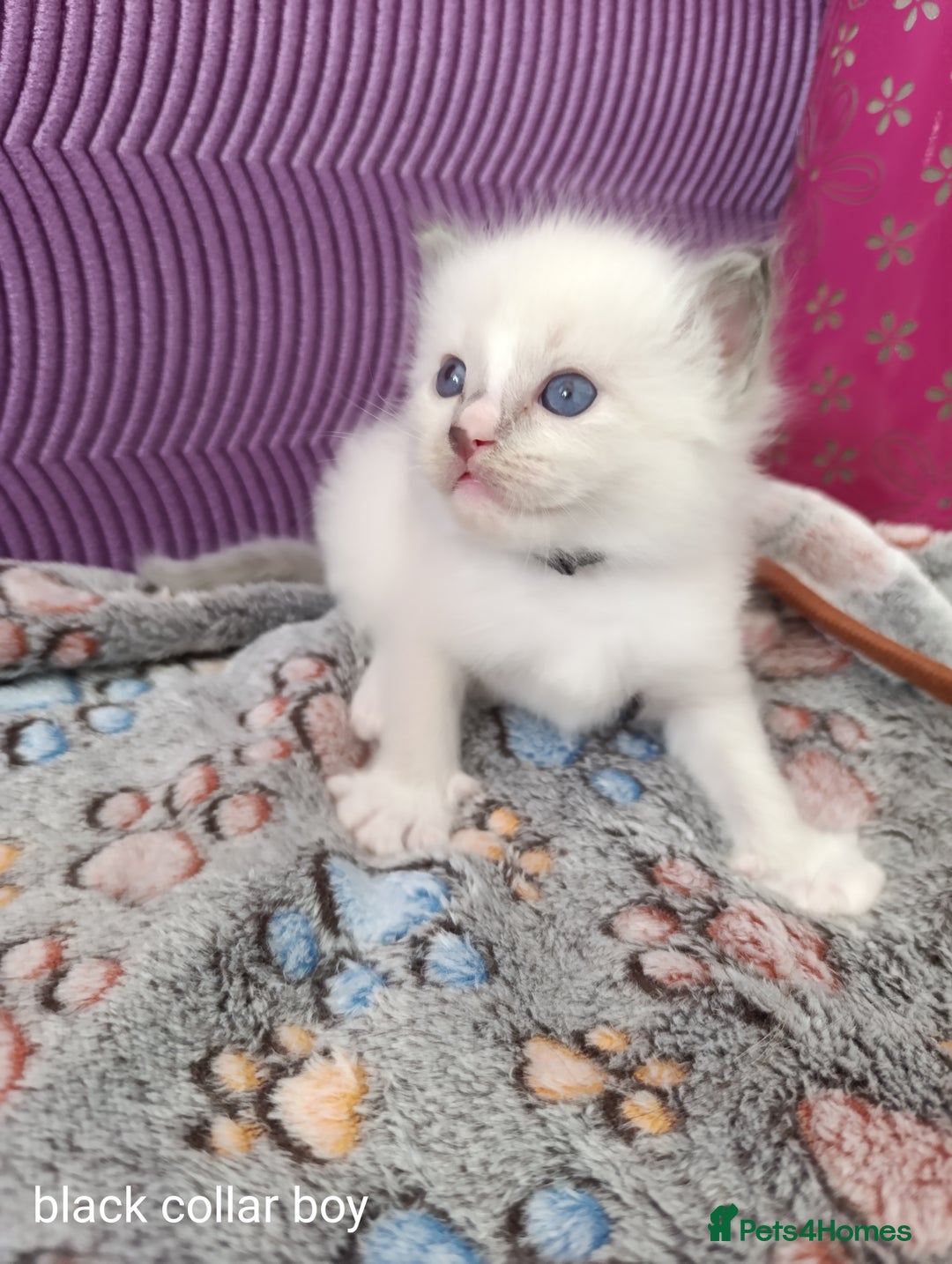 Ragdoll cats for sale: Adorable Ragdoll kittens - Image 7
