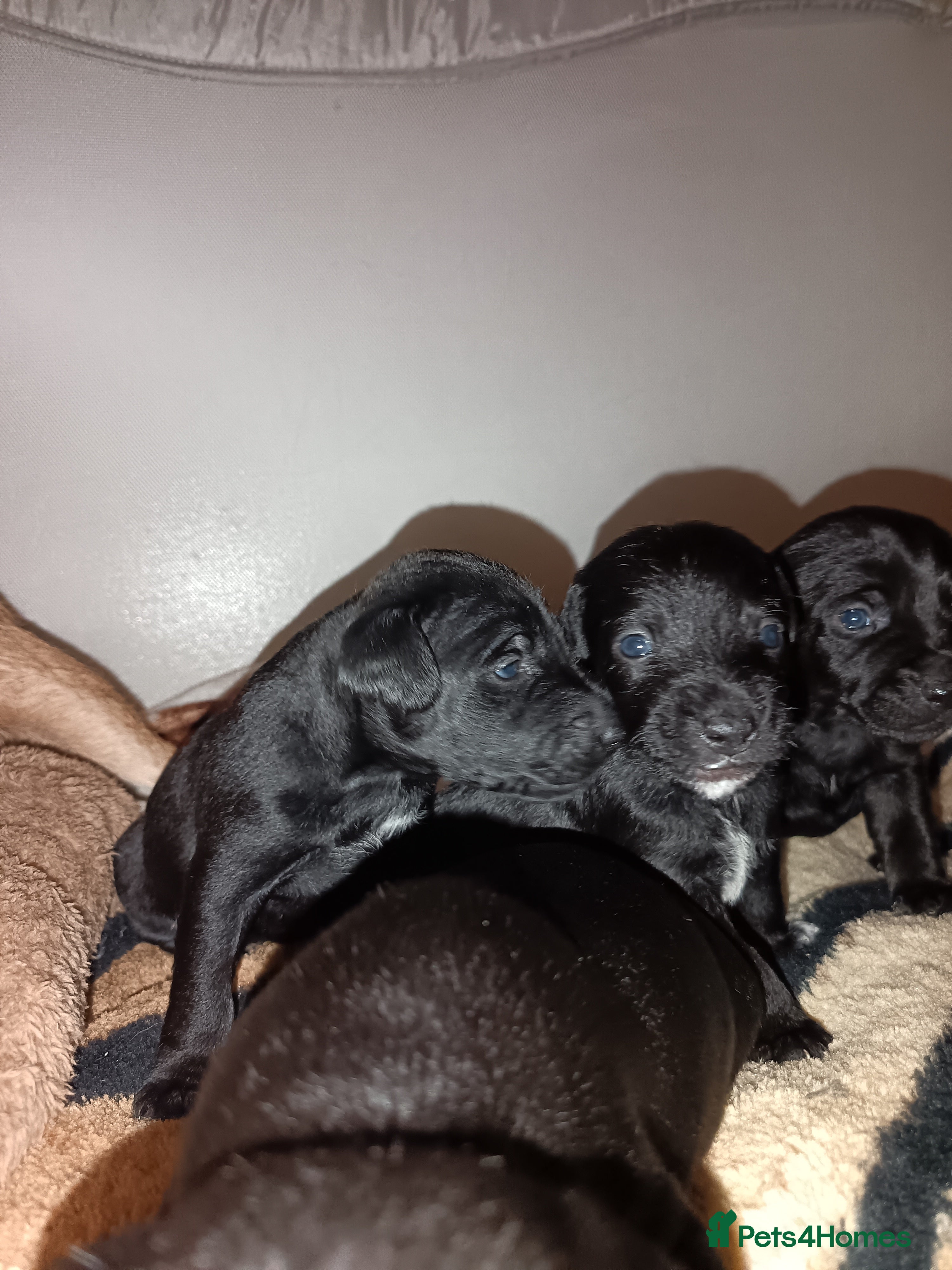 Patterjack dogs Stunning litter of puppies for sale  - Advert 1
