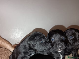 Patterjack dogs Stunning litter of puppies for sale - Advert 1