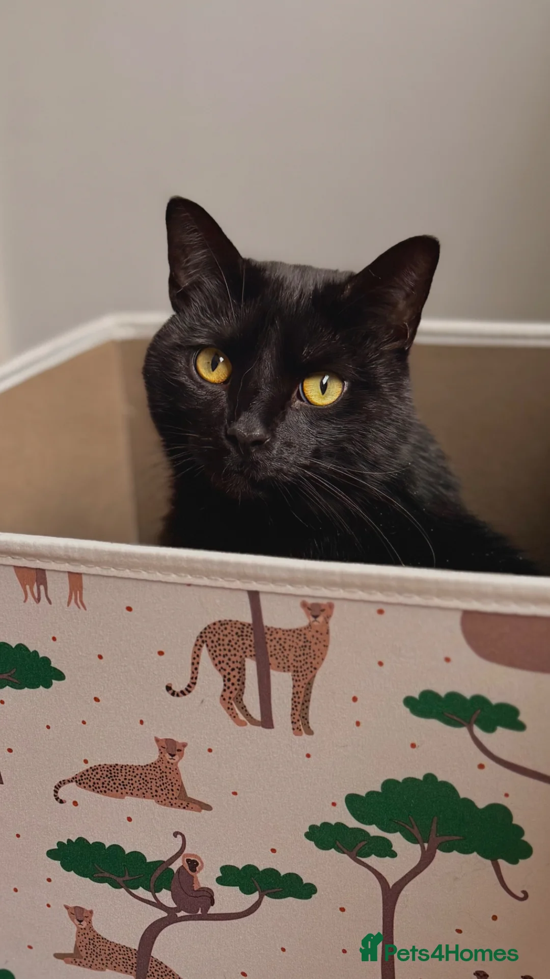 Mixed Breed cats for sale: Male house cat for Sale - Advert 2